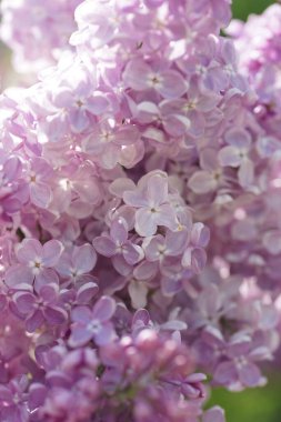 İlkbaharda açan leylak çalıları