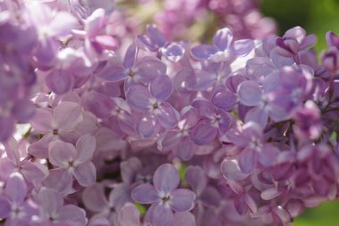 İlkbaharda açan leylak çalıları