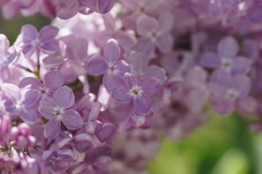 İlkbaharda açan leylak çalıları