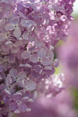 İlkbaharda açan leylak çalıları