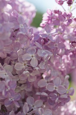 İlkbaharda açan leylak çalıları