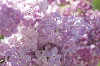 İlkbaharda açan leylak çalıları