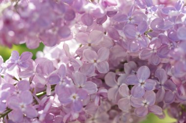 İlkbaharda açan leylak çalıları