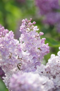 İlkbaharda açan leylak çalıları