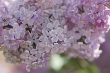 İlkbaharda açan leylak çalıları