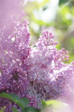 İlkbaharda açan leylak çalıları