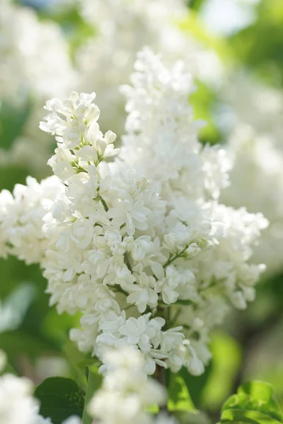 Blooming Lilac Bushes Spring — Stock Photo, Image