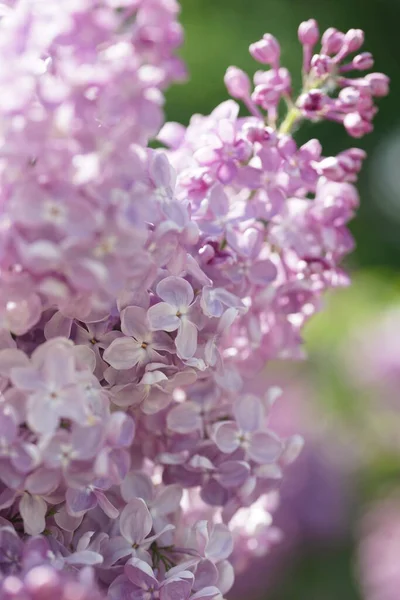 İlkbaharda açan leylak çalıları