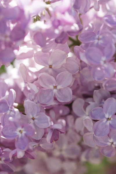 春に薄紫色の茂みを咲かせます — ストック写真