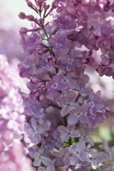 İlkbaharda açan leylak çalıları