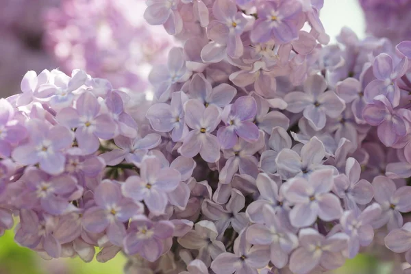 春に薄紫色の茂みを咲かせます — ストック写真