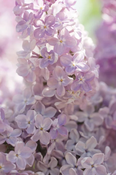 Blooming Lilac Bushes Spring — Stock Photo, Image