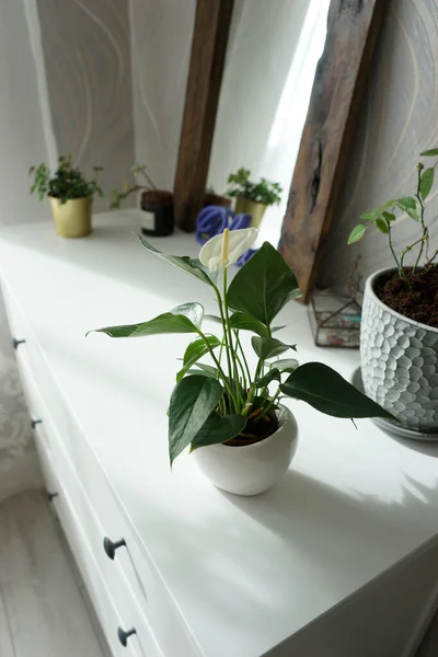 Bunga Spathiphyllum Dada Putih Laci Dalam Ruangan — Stok Foto