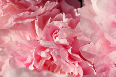 Yazın pembe şakayıklar..