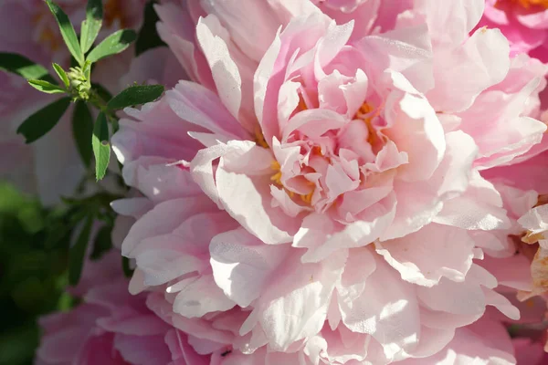 Roze Pioenrozen Close Zomer — Stockfoto