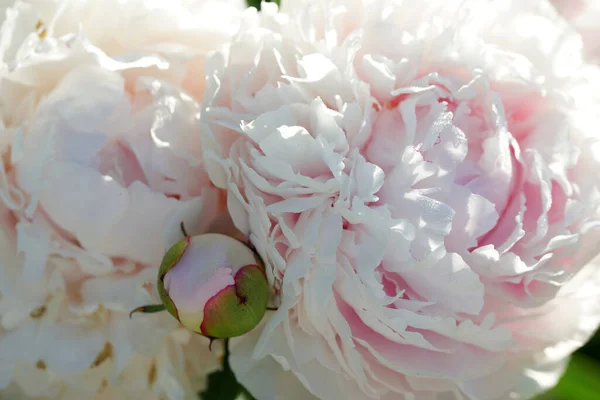 Pink Peonies Close Summer — Stock Photo, Image