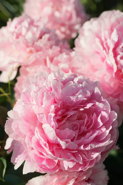 Roze Pioenrozen Close Zomer — Stockfoto