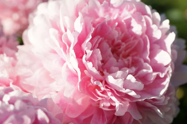 Pinkfarbene Pfingstrosen Großaufnahme Sommer — Stockfoto