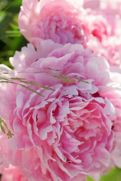 Peônias Rosa Close Verão — Fotografia de Stock