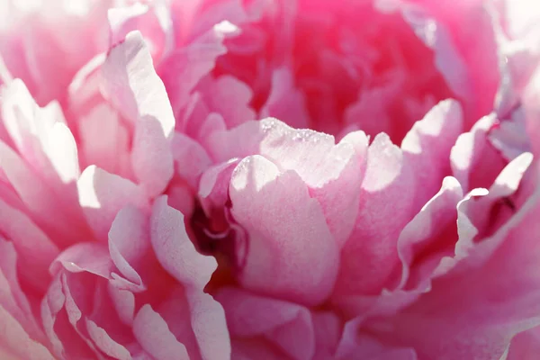 Pinkfarbene Pfingstrosen Großaufnahme Sommer — Stockfoto