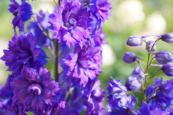 Delphinium Bleu Dans Jardin Été — Photo