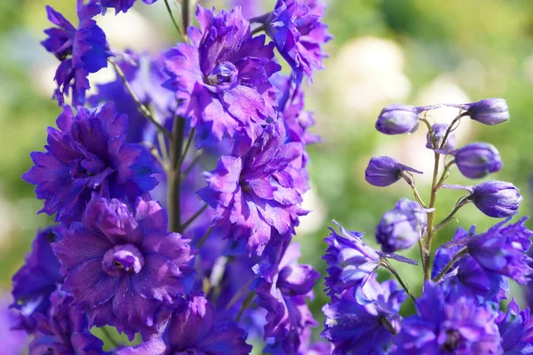 Delphinium Azul Jardín Verano —  Fotos de Stock