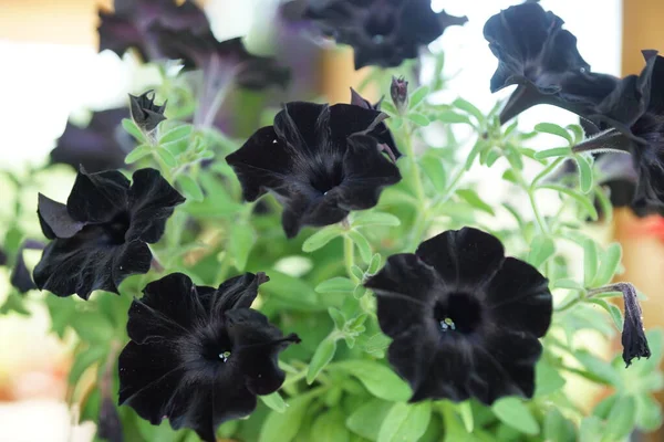 Black garden petunia, garden plant