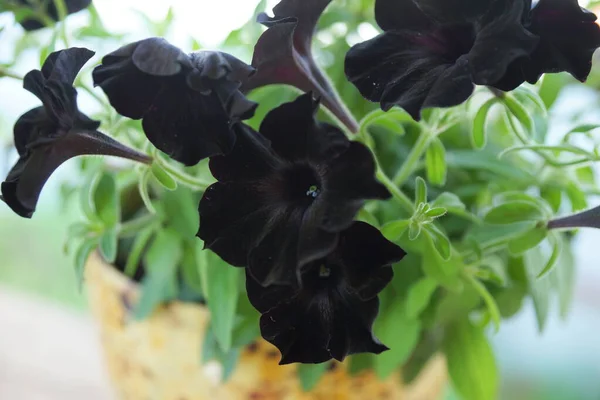 Schwarze Garten Petunien Gartenpflanze — Stockfoto