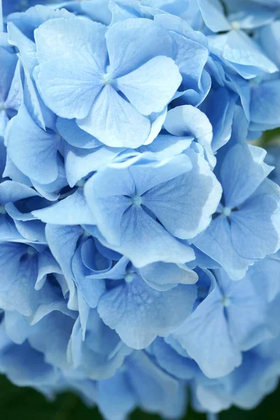 Blå Hortensia Blomma Närbild — Stockfoto