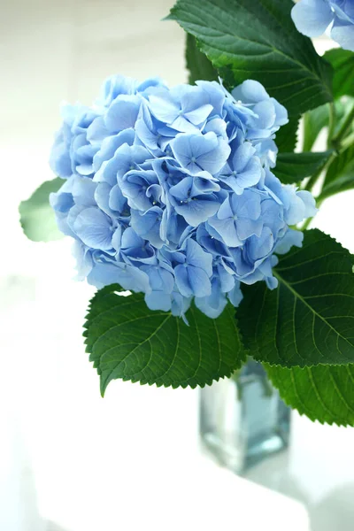 Kék Hortenzia Virág Közelről — Stock Fotó