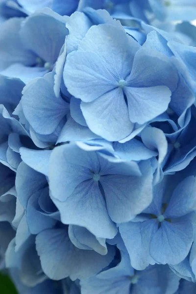Niebieski Hortensja Kwiat Zbliżenie — Zdjęcie stockowe