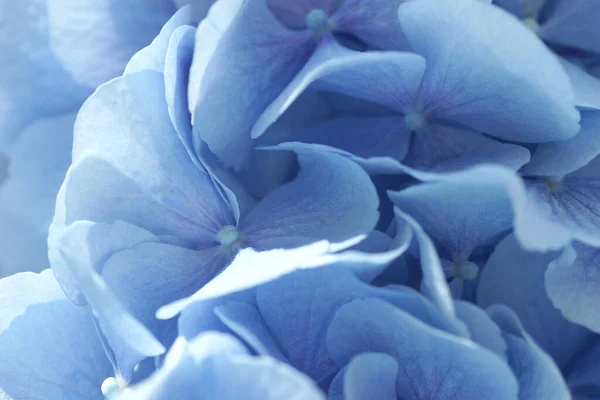 Blume Der Blauen Hortensie Aus Nächster Nähe — Stockfoto