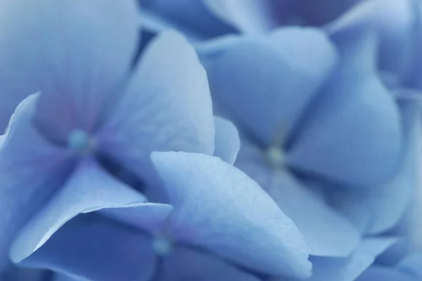 Flor Hortensia Azul Cerca — Foto de Stock