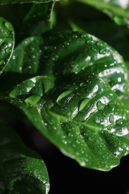 Kapalı kahve yaprakları ve su damlaları