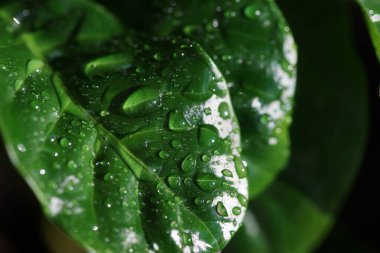 Kapalı kahve yaprakları ve su damlaları