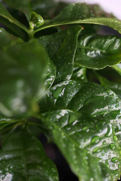 Foglie Caffè Close Con Gocce Acqua — Foto Stock