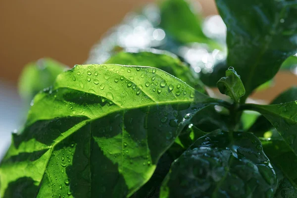 Foglie Caffè Close Con Gocce Acqua — Foto Stock