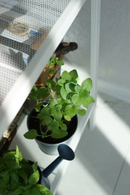 Kitaplıktaki saksılarda fesleğen ve nane.