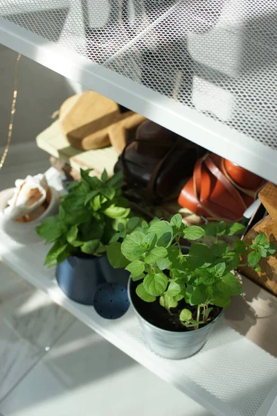 Basil Mint Pots Bookshelf — Stock Photo, Image