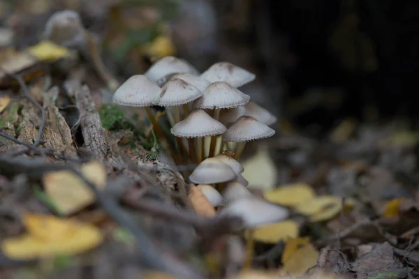 Oätliga Svampar Skogen Höst — Stockfoto