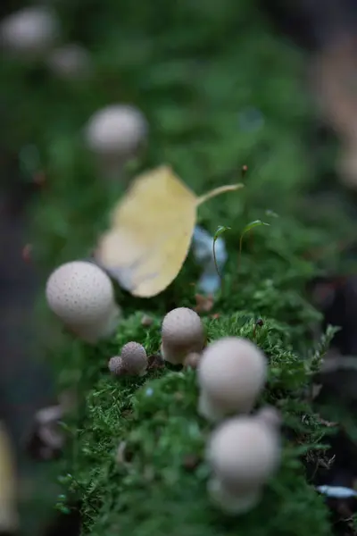 Inedible Mushrooms Forest Autumn — Stock Photo, Image