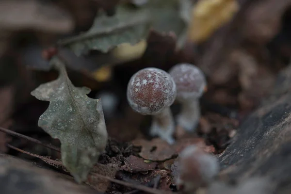 Inedible Mushrooms Forest Autumn — Stock Photo, Image