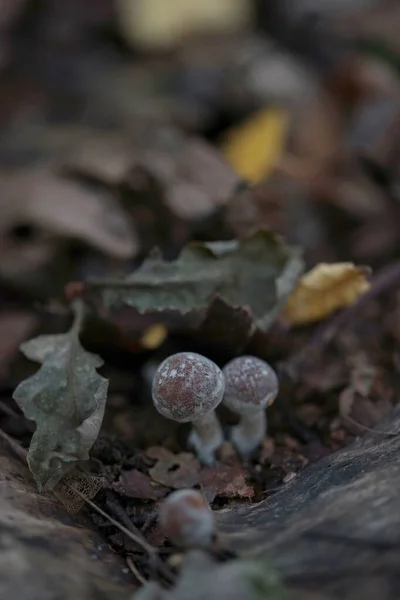 Champignons Non Comestibles Dans Forêt Automne — Photo