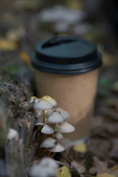 Sonbahar Ormanında Yenmeyen Mantar — Stok fotoğraf