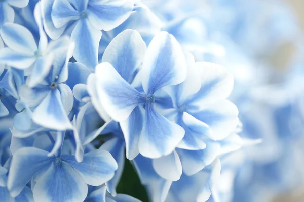 Голубая гортензия