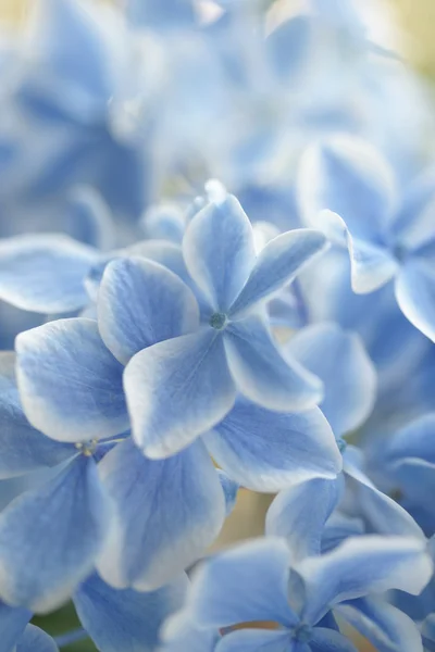 Голубая гортензия