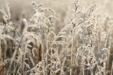 hoarfrost içinde çimen