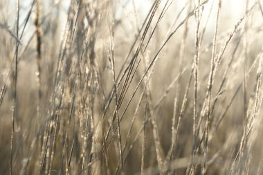 hoarfrost içinde çimen