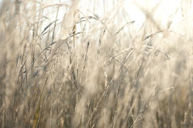 hoarfrost içinde çimen