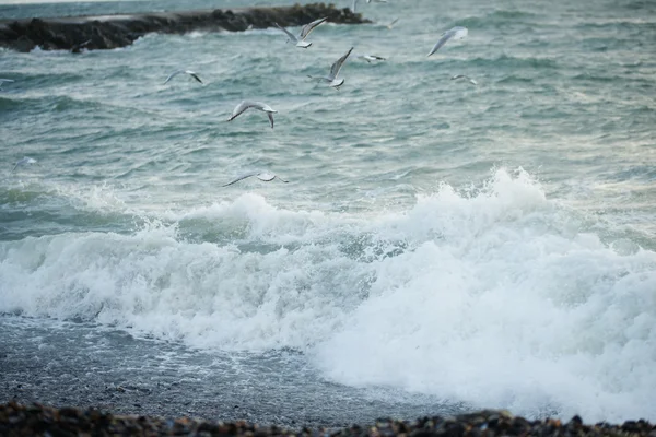 Чайки над штормовым морем — ストック写真